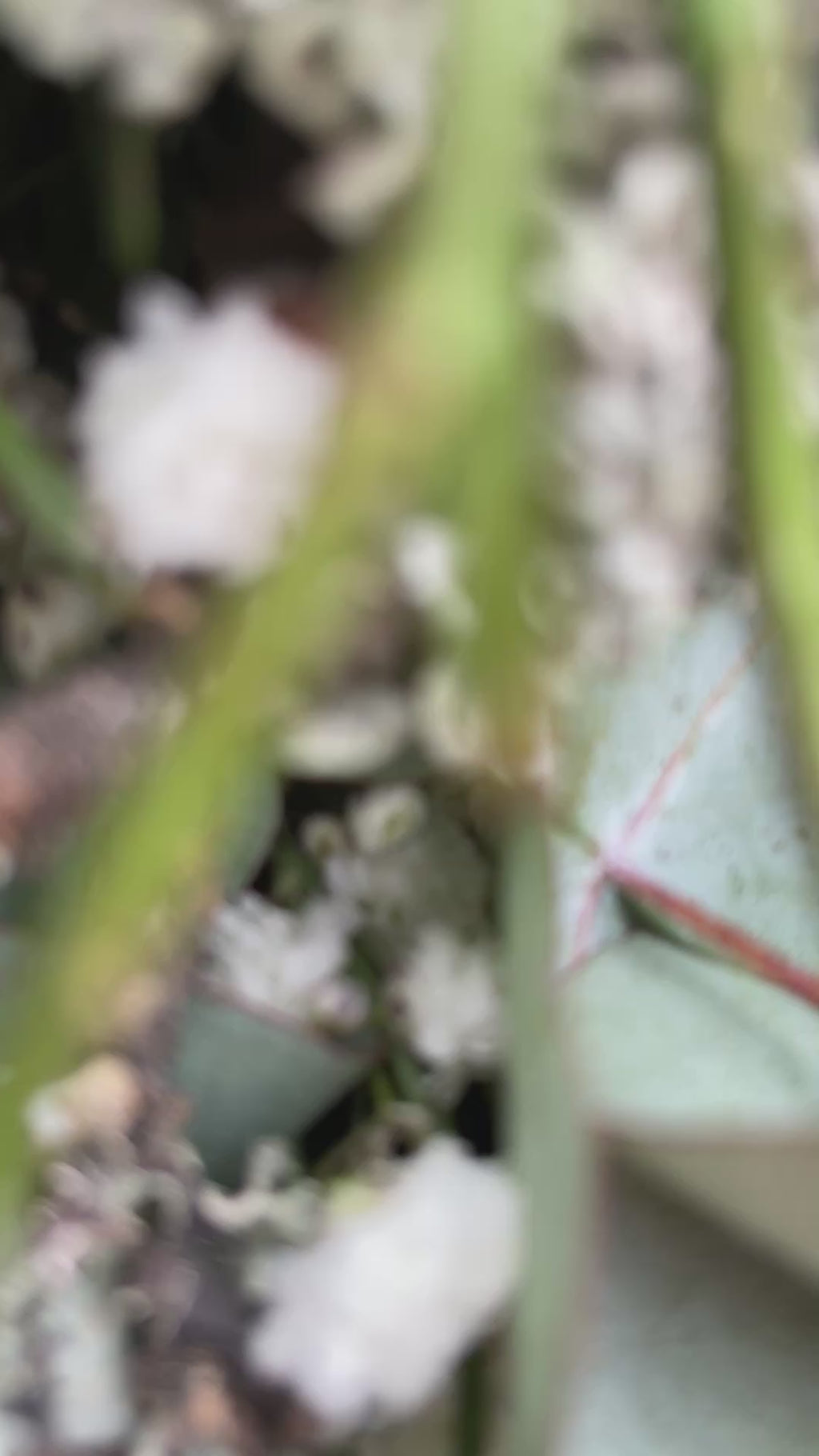 Alltime-Kranz »Naturweiß« – Grüner Kranz mit weißen Blütenakzenten