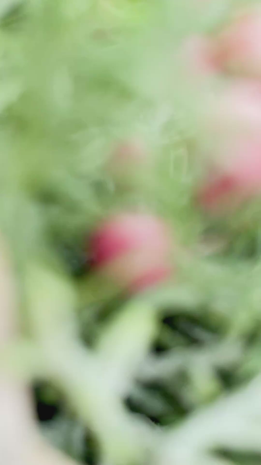Video: Adventskranz »Sandrose« mit cremebraunen Kerzen, rosa Kordel und weißem Häuschen