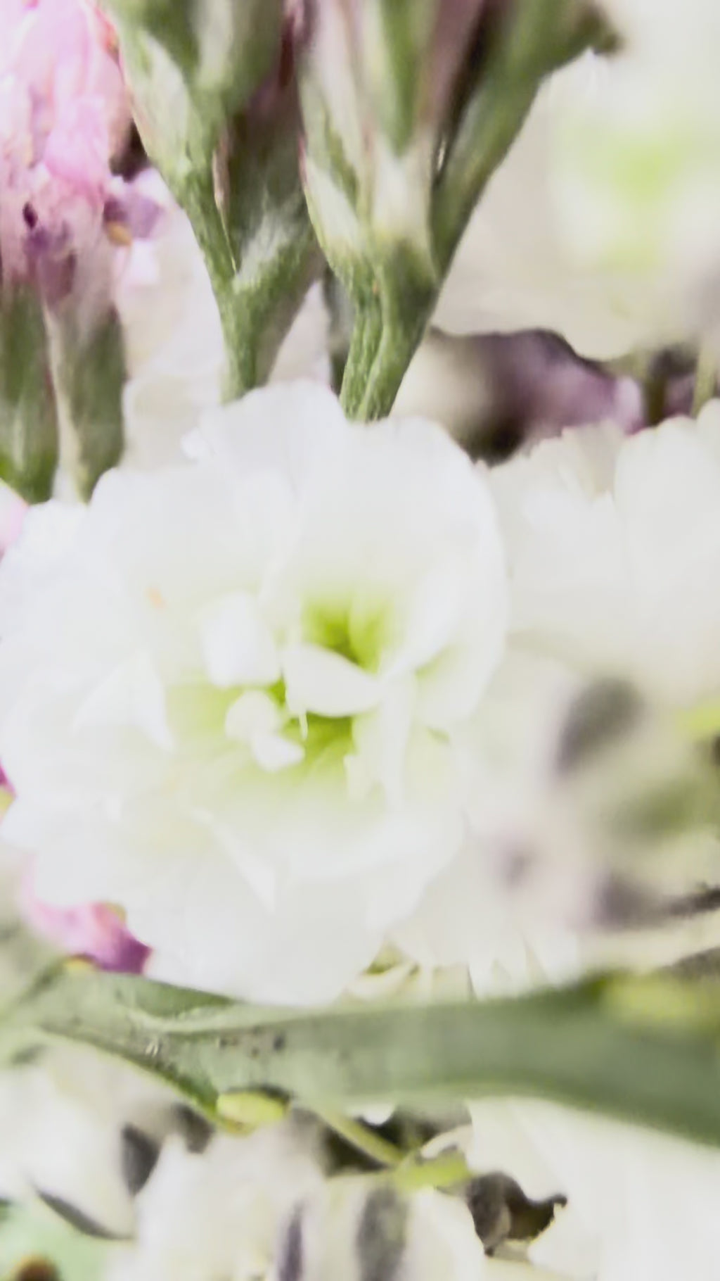 Video: 1/1 Flowerloop »Pink Spring« – Metallring vollständig gebunden mit Eukalyptus, rosa Strandflieder, weißem Schleierkraut, Islandmoos und Euphorbia spinosa, frühlingshafte Dekoration für Tisch oder Wand