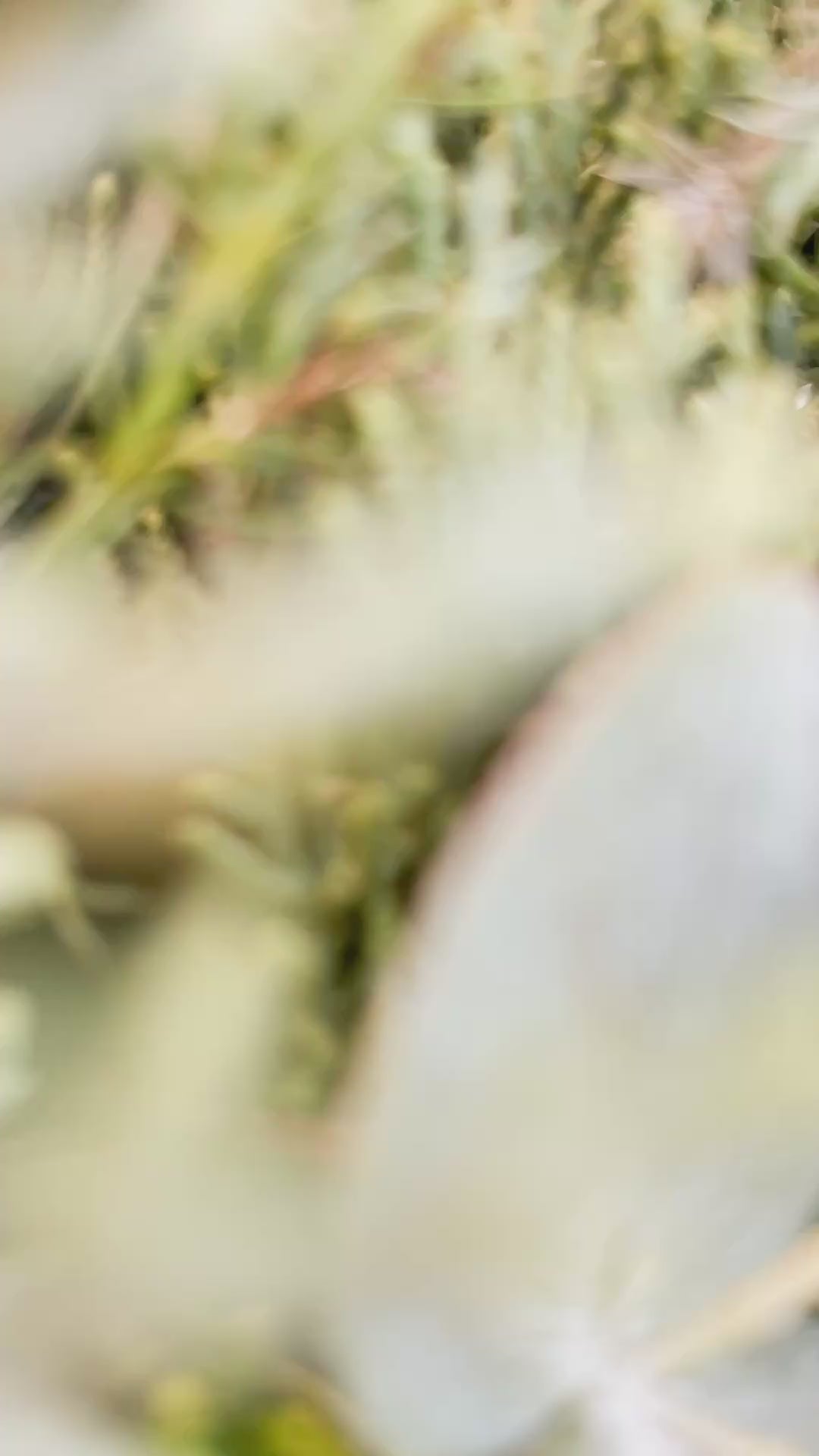 Video des Winterkranzes Winter Greenery – handgefertigt aus Eukalyptus und Koniferengrün, minimalistisches Design, winterlich, Dekoration für Tür, Tisch oder Wand