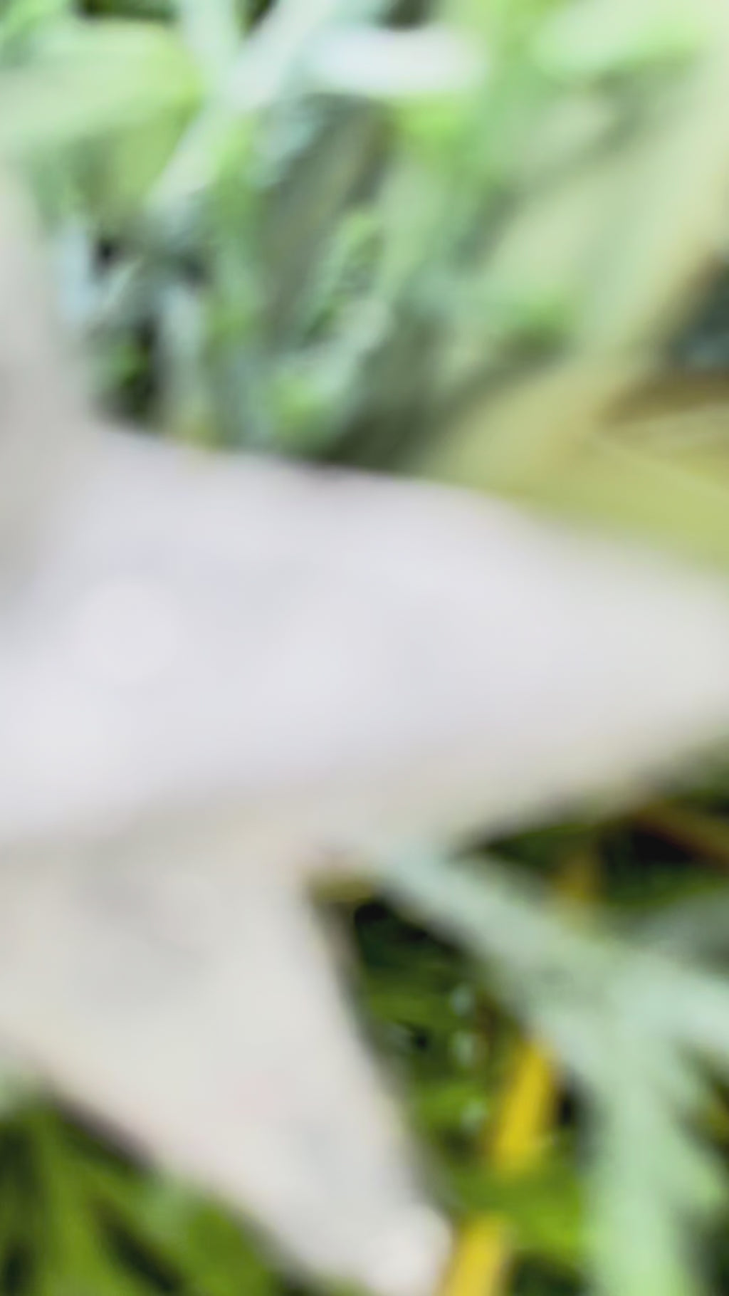 Adventskranz »Schwarzglanz« – Schlicht, natürlich, edel & Sukkulente | versch. Größen