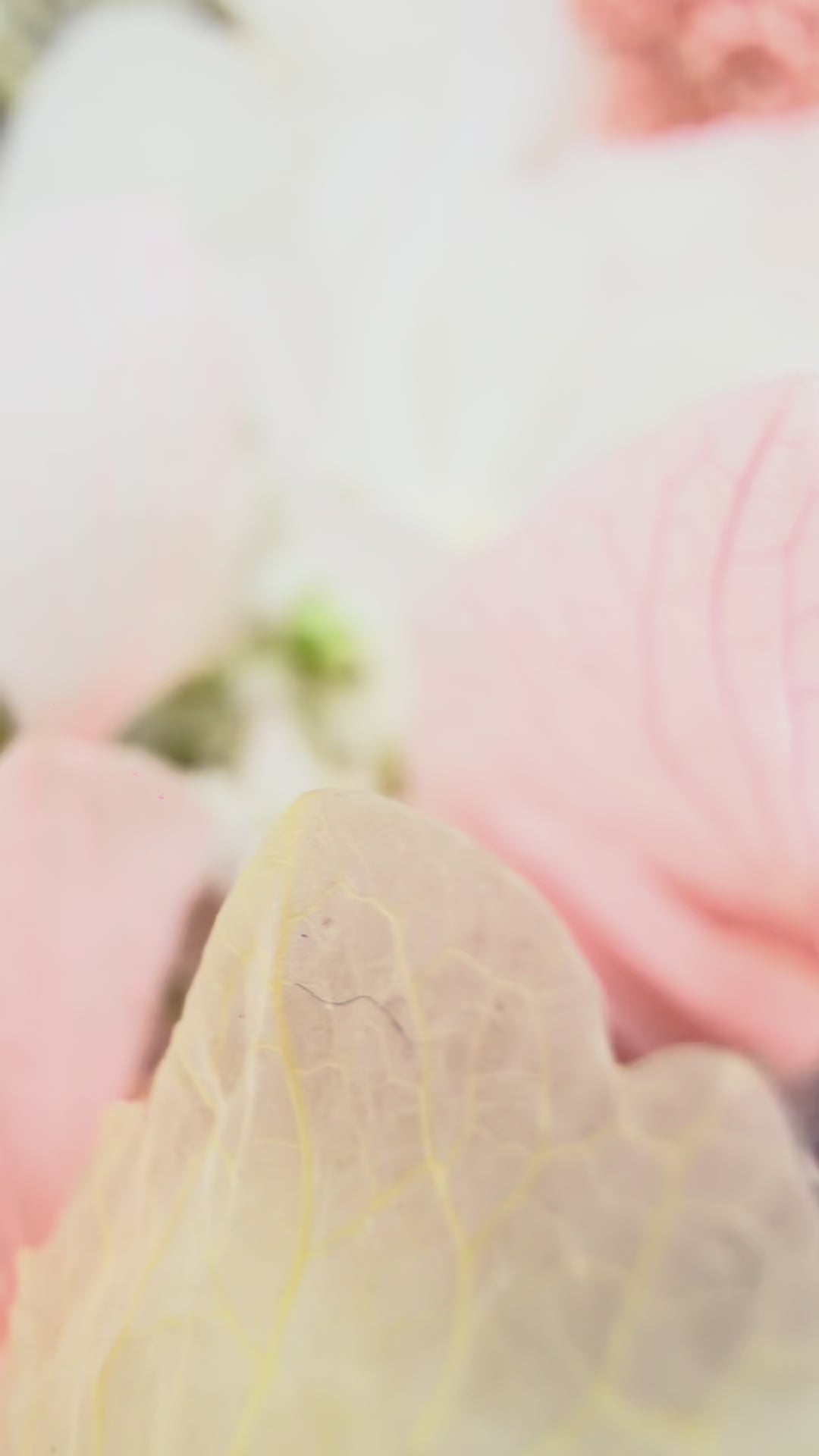 Video zeigt Frühlings-Blumenkranz »Pastell Bloom« auf Tisch arrangiert, pastellfarbene Hortensien, Islandmoos, weiße Schleierkraut-Akzente, stilvolle Frühlingsdeko