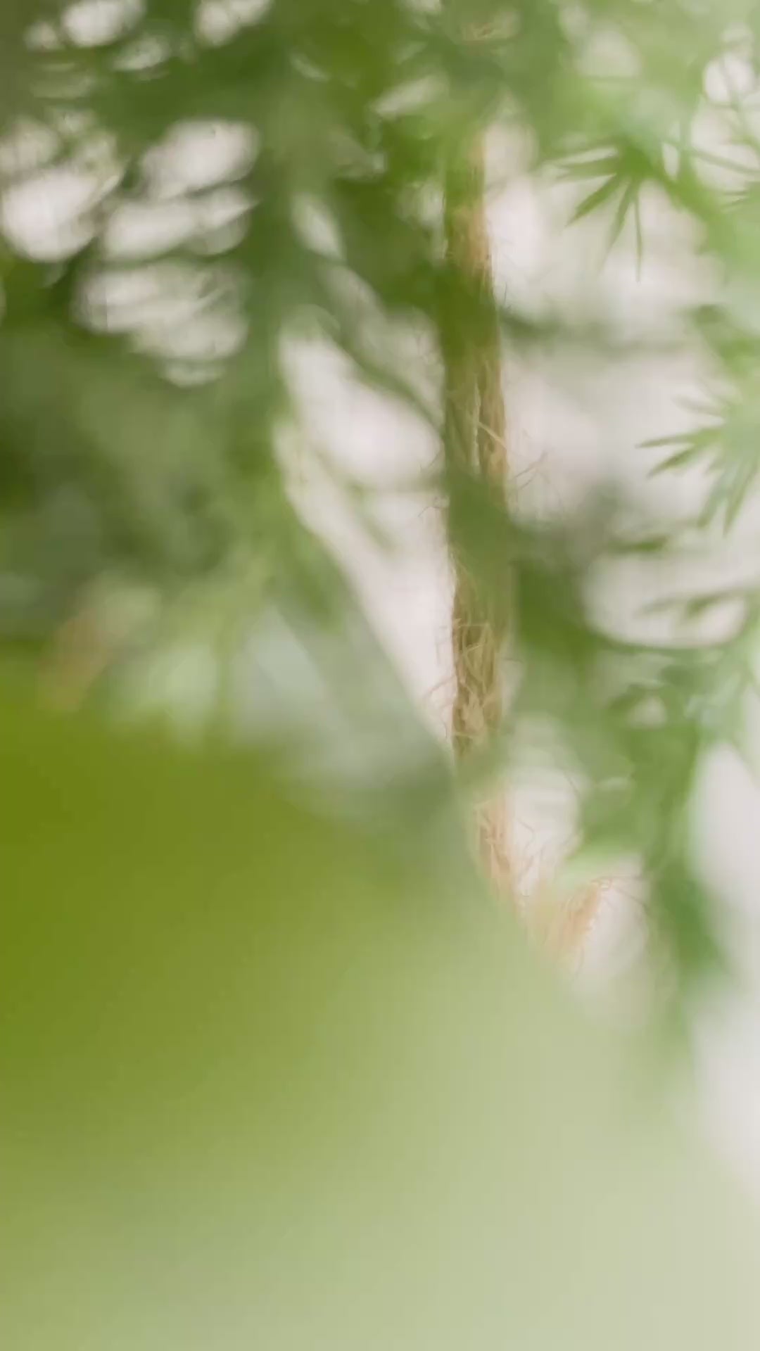 Video zeigt den 1/2 Winter-Loop ‚Evergreen Canopy‘ auf Metallring, halbseitig dekoriert mit Tannen- und Koniferengrün, Zweigen, die über den Ring hinausragen, Lerchenzapfen, Birkensternen, Dekokugeln und hängenden Sternen. Perspektiven inklusive Tür-, Wand- und Tischansicht sowie Detailaufnahmen