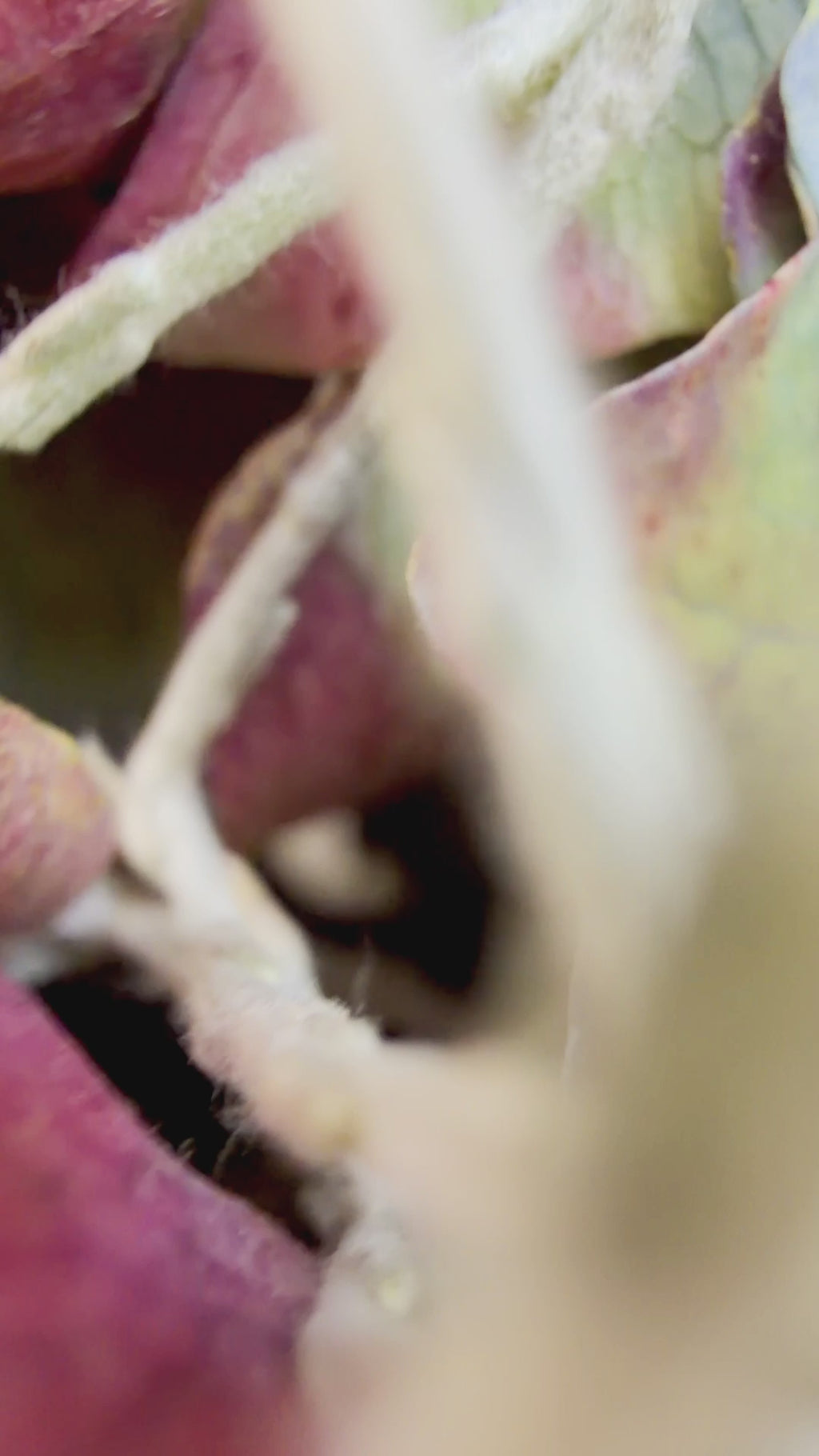 Video Hochformat: Herbstkranz aus Hortensie und Stacheldraht